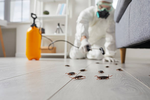 Commercial Rodent Management in Jacksboro